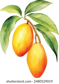 Ilustraciones vectoriales de acuarela de mango, enteras y cortadas con manchas y salpicaduras de hojas y pinturas.