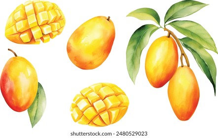 Watercolor vector illustrations of mango, whole and sliced with leaf and paint smudges and splashes.