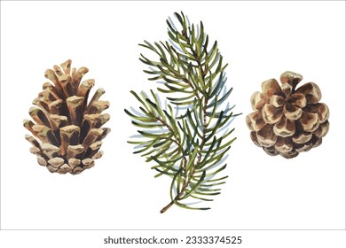 Watercolor vector illustrations, Pine Branches with Pinecones. Hand drawn set with Spruce leaves and Cones