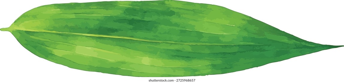 Watercolor vector illustrator of bamboo leaf isolated on white background