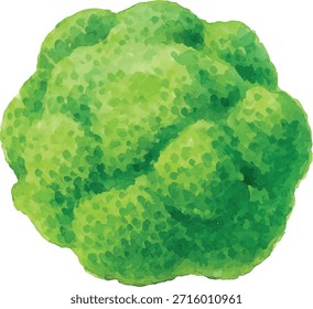  ilustrador de Vector de acuarela Broccoli aislado sobre fondo blanco