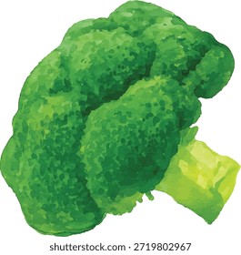  watercolor vector illustrator Broccoli isolated on white background