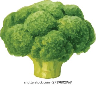  ilustrador de vetor aquarela Brócolis isolado no fundo branco