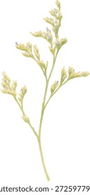 Ilustrador de vetor aquarela de um delicado ramo de flor isolado no fundo branco.