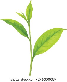 Watercolor vector illustrator green tea leaves branch isolated on white background