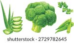 watercolor vector illustrator set of aloe vera slices, broccoli, coriander leaf, and okra isolated on white background