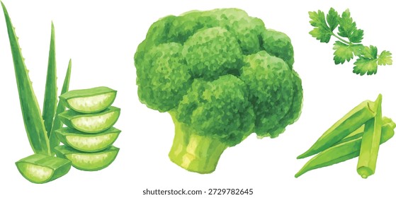 Conjunto de ilustrador de Vector de acuarela de rebanadas de aloe vera, brócoli, hoja de cilantro y okra aislados sobre fondo blanco