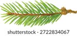 Watercolor vector illustrator spruce pine branch isolated on white background