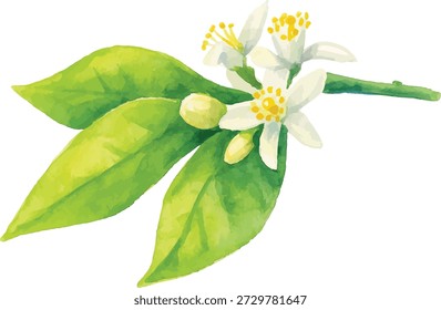 Watercolor Vector Illustrator White Citrus Blossom with Green Leaves, Isolated on White Background