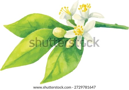 Watercolor Vector Illustrator White Citrus Blossom with Green Leaves, Isolated on White Background