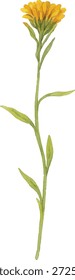 Watercolor vector illustrator of a yellow flower stem isolated on white background.