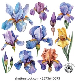 Watercolor vector of Iris collection, isolated on a white background, Iris painting