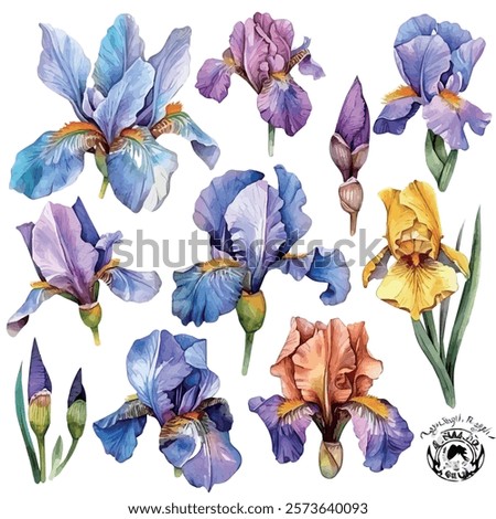 Watercolor vector of Iris collection, isolated on a white background, Iris painting