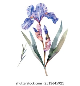 Watercolor vector of Iris flower, isolated on a white background, Iris painting