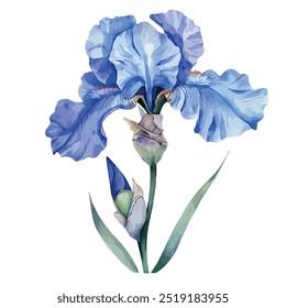 Watercolor vector of Iris flower, isolated on a white background, Iris painting