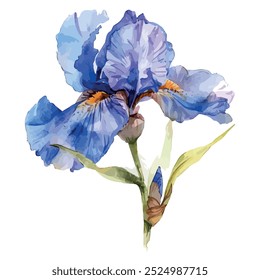 Watercolor vector of Iris flower, isolated on a white background, Iris painting