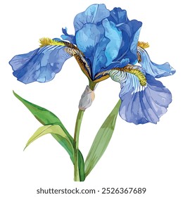 Vector de la acuarela de la flor del iris, aislado en un fondo blanco, pintura del iris