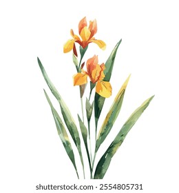 Watercolor vector of Iris flower, isolated on a white background, Iris painting