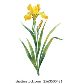 Watercolor vector of Iris flower, isolated on a white background, Iris painting