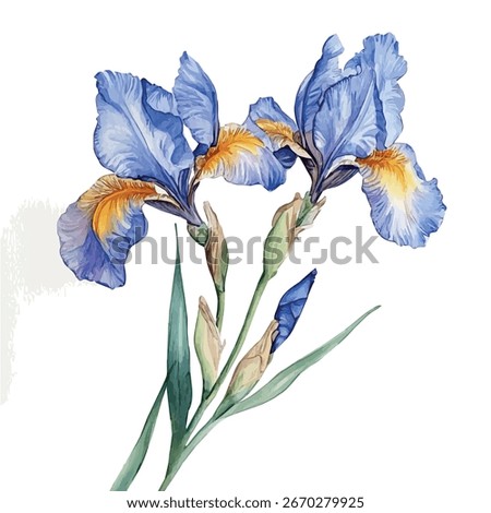 Watercolor vector of iris flower, isolated on a white background, iris flower painting