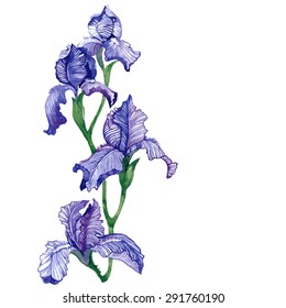 Watercolor vector iris flowers.