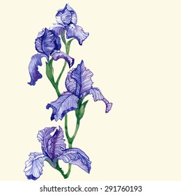 Watercolor vector iris flowers.