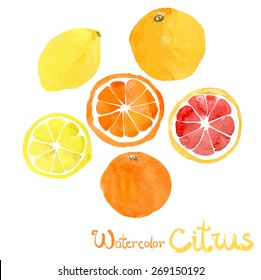 Watercolor vector isolated citrus. whole and slice, lemon, grapefruit, orange.