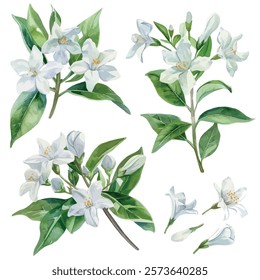 Watercolor vector of jasmine collection, isolated on a white background, jasmine painting