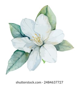 Watercolor vector of jasmine flower, isolated on a white background, jasmine vector, drawing clipart, Illustration Vector, Graphic Painting, design art, logo