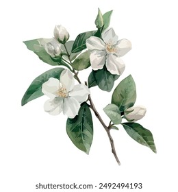 Watercolor vector of jasmine flower, isolated on a white background, jasmine clipart