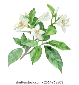 Watercolor vector of Jasmine flower, isolated on a white background, and Jasmine vector