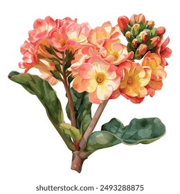 Vector de acuarela de la flor de Kalanchoe, aislado en un fondo blanco, Clipart de Kalanchoe