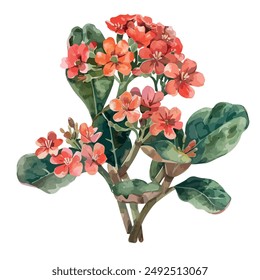 Vector de acuarela de la planta de Kalanchoe, aislado sobre un fondo blanco, Kalanchoe Clipart