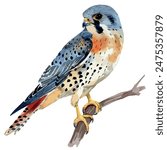 Watercolor vector of kestrel bird, isolated on a white background, kestrel vector, drawing clipart, Illustration Vector, Graphic Painting, design art, logo