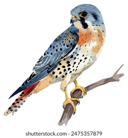 Watercolor vector of kestrel bird, isolated on a white background, kestrel vector, drawing clipart, Illustration Vector, Graphic Painting, design art, logo