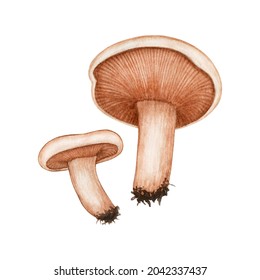 Watercolor vector Lactarius deliciosus (Saffron Milk Cap). Wild Forest edible Russula Mushroom. Hand drawn element isolated. Autumn Harvest natural cooking ingredient for menu, recipe, label, wrap