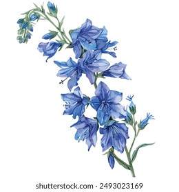 Watercolor vector of Larkspur flower, isolated on a white background, Larkspur clipart