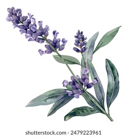 Vector de acuarela de lavanda, aislado sobre un fondo blanco, Vector de lavanda, Clipart de dibujo, Vector de ilustración, pintura gráfica, arte de diseño, logotipo