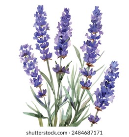 Vector de acuarela de lavanda, aislado sobre un fondo blanco, Vector de lavanda, Clipart de dibujo, Vector de ilustración, Pintura gráfica, arte de diseño, logotipo