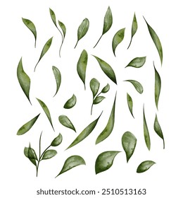 Watercolor vector leaf set with branch