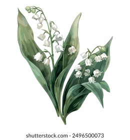 Watercolor vector of lily of the valley flower, isolated on a white background, lily of the valley painting