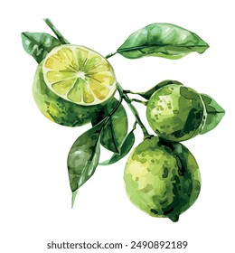 Watercolor vector of Lime on branch with leaves, isolated on a white background, Lime clipart