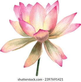 Watercolor, vector, lotus flower, illustration, isolated, invitation, decoration, mothers day, spring, realistic, botanical