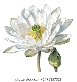 Vector de acuarela de flor de loto, aislado sobre un fondo blanco, Vector de flor de loto, Clipart de dibujo, Vector de ilustración, Pintura gráfica, arte de diseño, logotipo