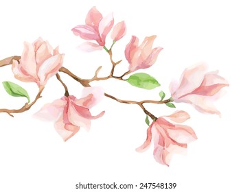 Watercolor Vector With Magnolia Flower. Hand Painted Illustration