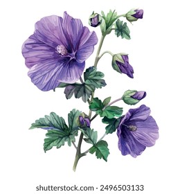 Watercolor vector of Mallow (malva), isolated on a white background, Mallow painting