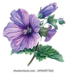 Watercolor vector of malva flower (Mallow Plant), isolated on a white background, malva clipart