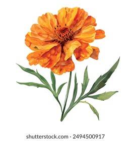 Watercolor vector of Marigold flower, isolated on a white background, Marigold painting