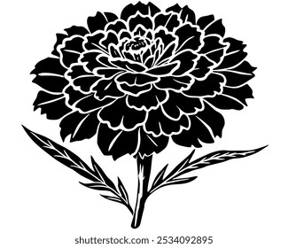 Watercolor vector of Marigold flower, isolated on a white background