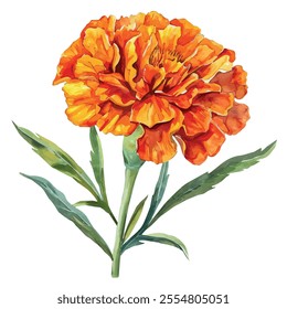 Watercolor vector of Marigold flower, isolated on a white background, Marigold painting